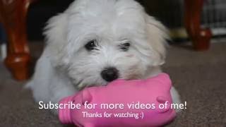 A week in the life of a Coton De Tulear puppy [upl. by Kenelm]