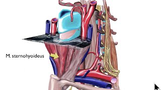 Anatomie  Sonografie der Schilddrüse  Halsorgane 1 [upl. by Yelrahc]