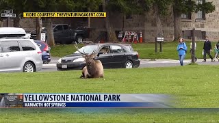 Second elk attack in Yellowstone Park caught on video [upl. by Waylen]