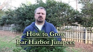 How to grow Bar Harbor Juniper Evergreen Groundcover Conifer [upl. by Annice187]