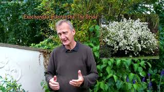 How to prune Exochorda macrantha The Bride [upl. by Belsky]