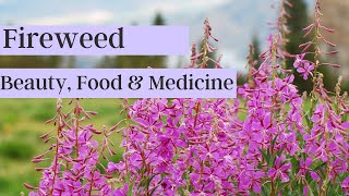 Fireweed A Flower For Beauty Food amp Medicine [upl. by Chow]