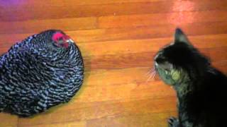 The Chicken amp Cat Talk to Each Other [upl. by Iahc247]