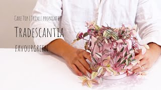 Tradescantia tricolor care Tip  How to grow Wandering jew plant pruning and propagation [upl. by Ordnasela]