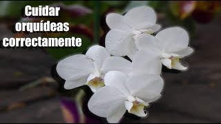 ¿Cómo se debe cuidar una Orquídea correctamente  Orquiplanet [upl. by Mora]