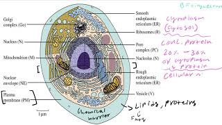 Biochemistry Lecture 1 Introduction [upl. by Anrym]