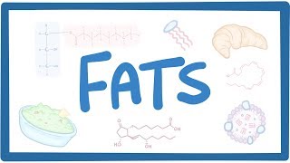 Fats  biochemistry [upl. by Lairret]