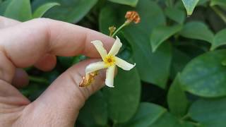 Most fragrant plants of my garden the Star Jasmine Trachelospermum jasminoides quotStar of Toscanaquot [upl. by Ayamahs]