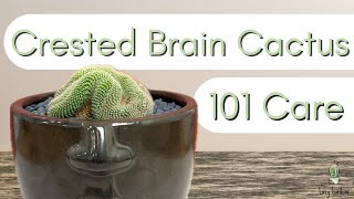 Crested Brain Cactus┃Mammillaria Cristata [upl. by Swetiana]