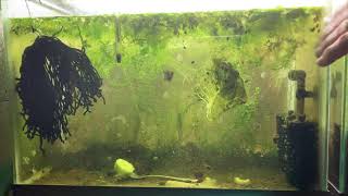 Scuds Daphnia Cherry Shrimp Copepods My aquatic food culture [upl. by Liggett88]