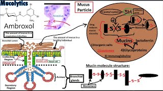 PHARMACOLOGY of EXPECTORANTS Secretion Enhancers and Mucolytics [upl. by Repotsirhc]