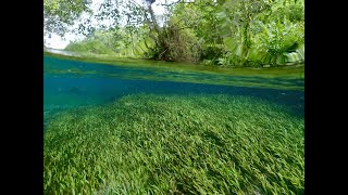 A journey through the Rio Sucuri with narration in Mato Grosso do Sul Brazil [upl. by Ateiram]