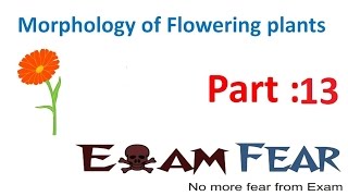 Biology Morphology of Flowering Plants part 13 Leaf partslamina Petiole Stipule CBSE class 11 [upl. by Hyams794]