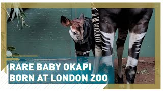 Rare baby okapi born at London Zoo [upl. by Orton]