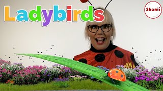 Ladybirds Facts and Fun  Kids Videos [upl. by Edahsalof966]