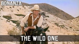 Bonanza  The Wild One  Episode 171  Cowboy Series  Classic Series  WESTERN  English [upl. by Fast249]