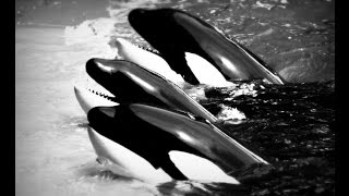 Orcas Do Worst in Captivity Sea Lions Do Better [upl. by Latihs701]