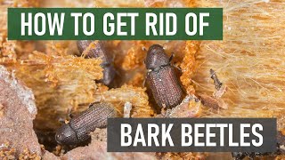 How to Get Rid of Bark Beetles 4 Easy Steps [upl. by Aslin]