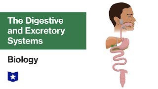 The Digestive and Excretory Systems  Biology [upl. by Nylime]