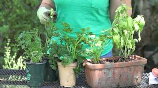 How to Harvest Parsley  Garden Space [upl. by Ssitruc]