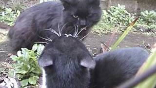 PELEA DE GATOS EN TEMUCO [upl. by Atined]