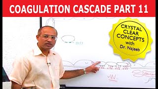 Coagulation Cascade  Part 1112 [upl. by Gilbart]