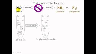 Nitrate Test [upl. by Rayshell]