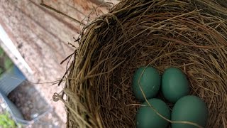 Back Yard Robin Nest [upl. by Miner728]