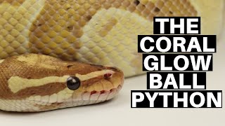 Morph Guide 6 The Coral Glow Ball Python  Benjamins Exotics [upl. by Fredie334]