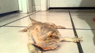 Bearded Dragon running around the house [upl. by Brody201]