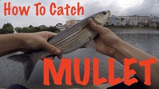 How To Catch Mullet  Fishing Guide [upl. by Essy]