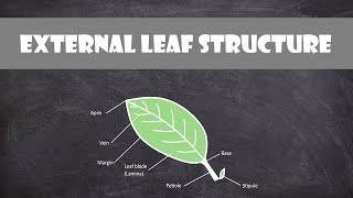 External Leaf Structure  Plant Biology [upl. by Nanek]