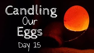 Candling Our Eggs Day 15 [upl. by Ttevy469]