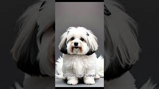 Coton De Tulear [upl. by Nylhtak]