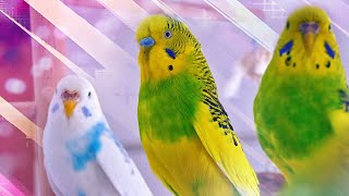 3 Hour Sounds of Budgies for Lonely Birds [upl. by Rianna396]