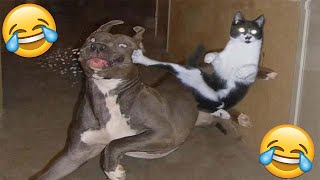 😂VIDEOS GRACIOSOS DE PERROS Y GATOS😂  Si Te Ries Pierdes [upl. by Kokoruda]