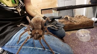 DANGER HANDLING THE LARGEST SPIDER IN THE WORLD  BRIAN BARCZYK [upl. by Anidal]