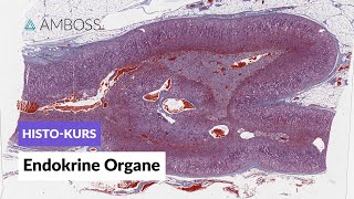 Histologie der endokrinen Organe  Mikroskopische Anatomie  AMBOSS Video [upl. by Anujra]