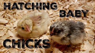 How To Incubate And Hatch Baby Chickens [upl. by Dammahum737]