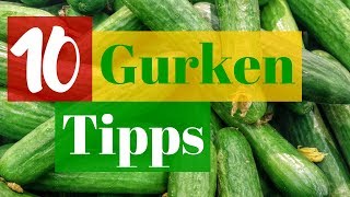 GURKEN ANBAUEN  10 Tipps für eine reiche amp leckere Ernte [upl. by Gawen]