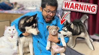 Bully Dog vs Husky Fight 🚨 Most Aggressive Dog ￼breed￼  Dog can talk 290  Rott  Review reloaded [upl. by Sonitnatsnoc435]