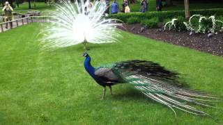 Peacock Female on Display  Peahen Bird [upl. by Avihs]