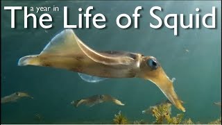 A Year in the Life of Squid [upl. by Bendicty]