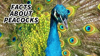 Peacock Facts FACTS about PEAFOWL 🦚 Animal Fact Files [upl. by Dumm]