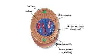 Phases of mitosis [upl. by Sunil387]