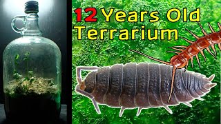 12 Year Old Terrarium  Life Inside a closed jar Over a decade in isolation [upl. by Chesnut]