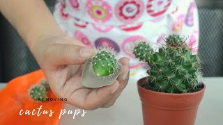 How to Remove Cactus Pups from Mammillaria and Opuntia Microdasys [upl. by Ttehr]