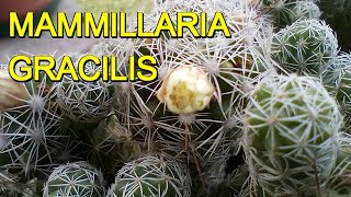 MAMMILLARIA GRACILIS cactus [upl. by Nevin]