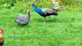 Peacock Care Everything You Need to Know About Peafowl [upl. by Alyahc800]