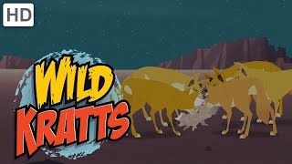 Wild Kratts  Creatures of the Night [upl. by Nnylear]